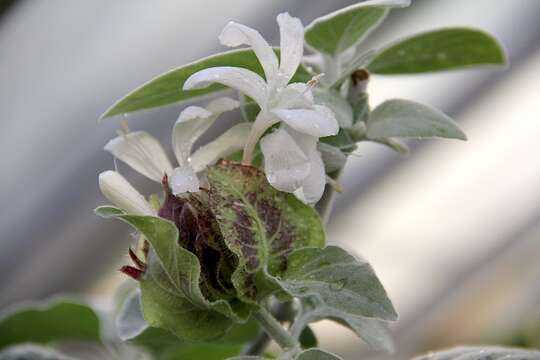 Image of Barleria albostellata C. B. Cl.