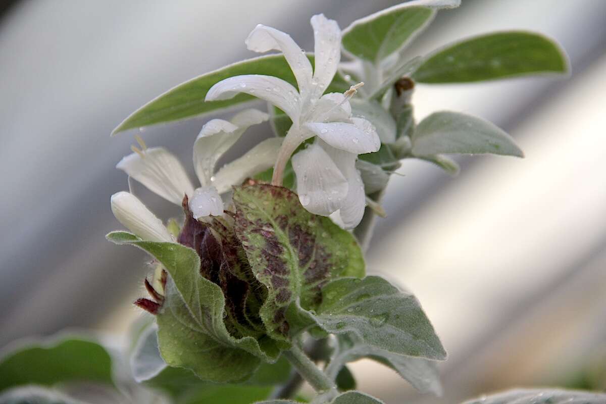 صورة Barleria albostellata C. B. Cl.