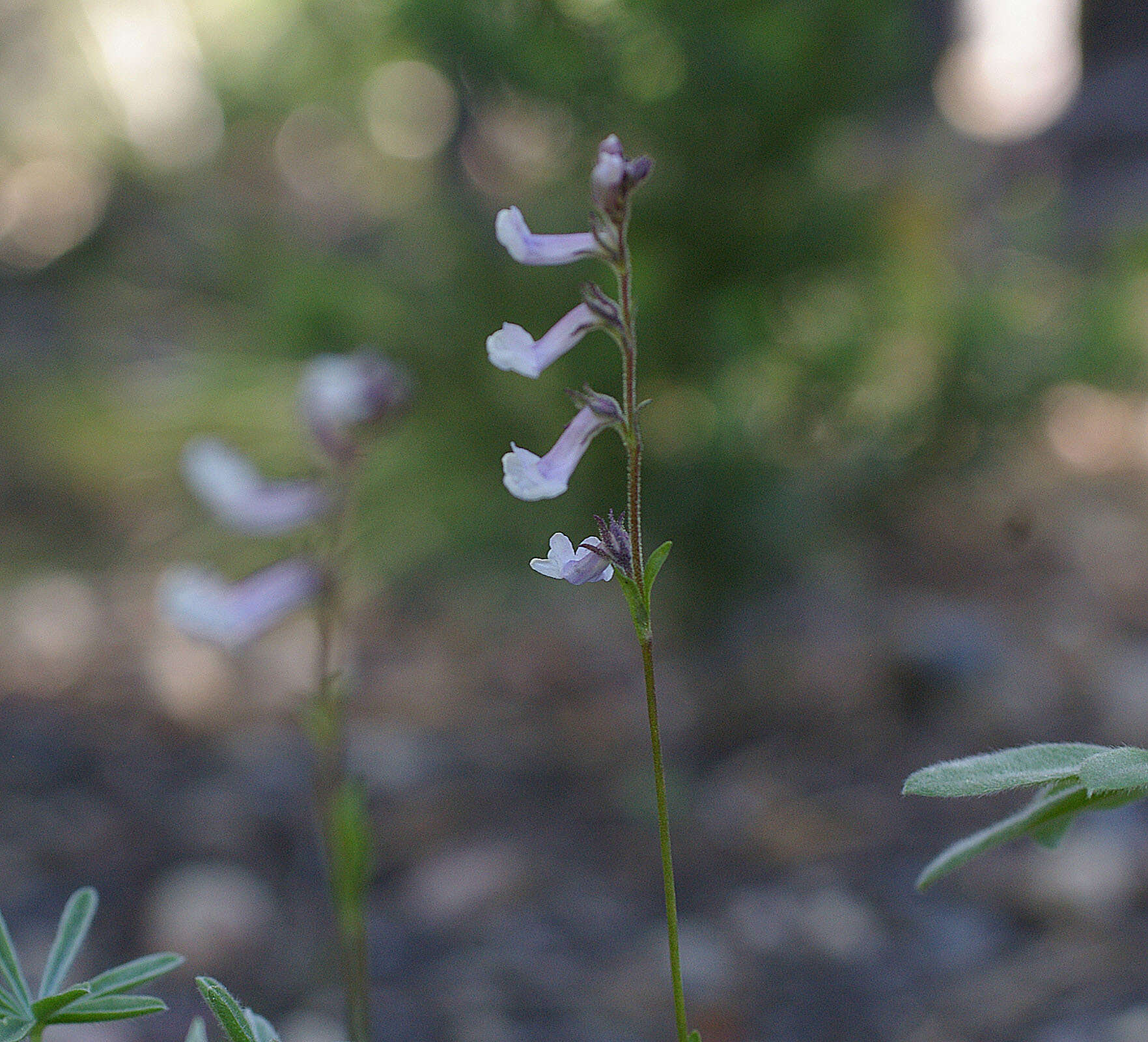 Imagem de Chionophila tweedyi (Canby & Rose) Henderson