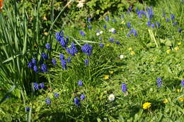 Image of Armenian grape hyacinth