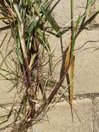 Image of Wimmera ryegrass