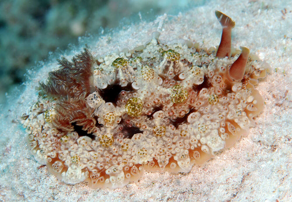 Image of Dendrodoris tuberculosa (Quoy & Gaimard 1832)