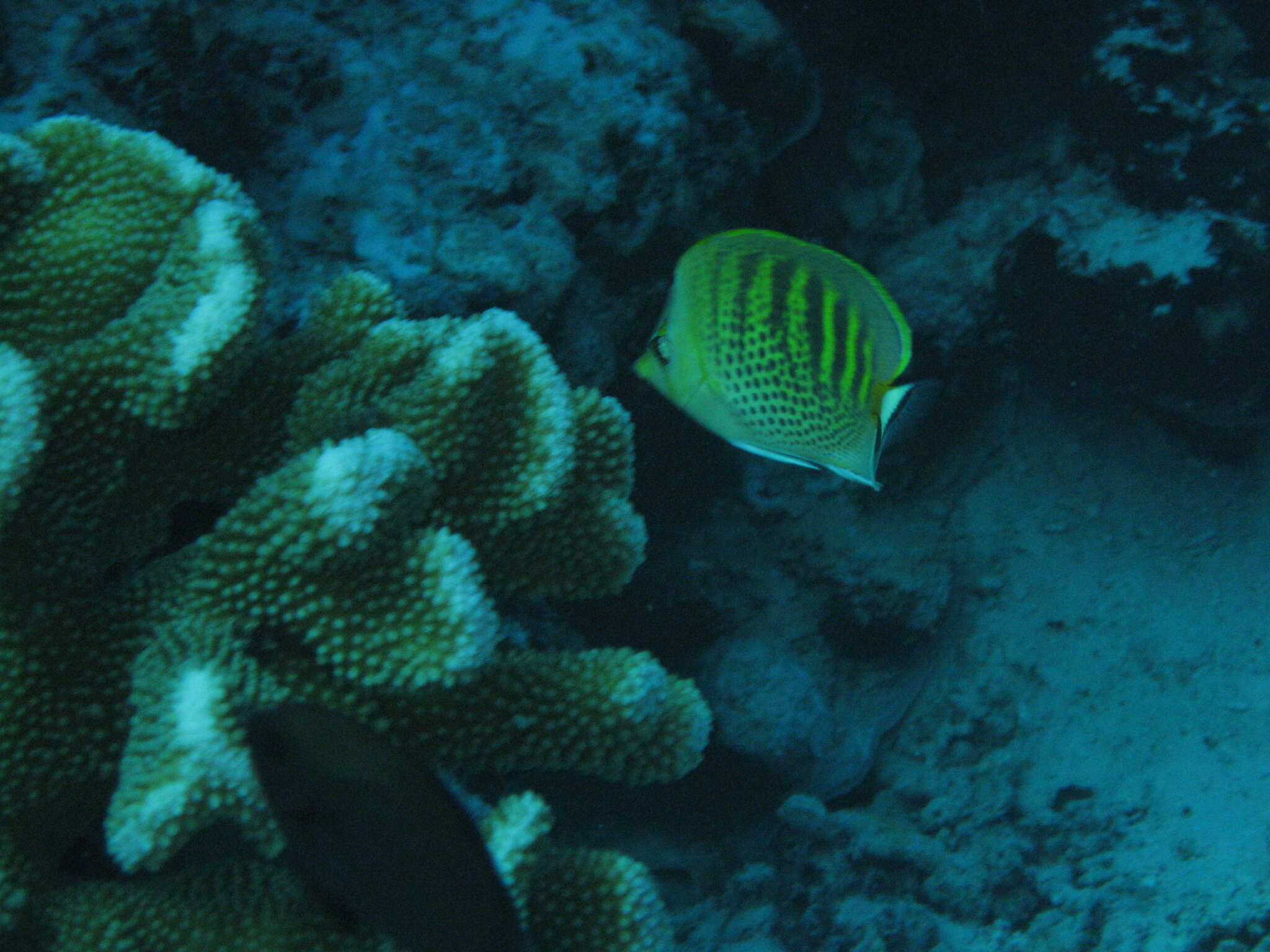 Image of Dot and dash Butterflyfish