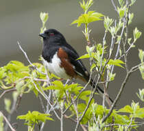 Image of Eastern Towhee