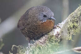 Image of Rufous-throated Wren Babbler