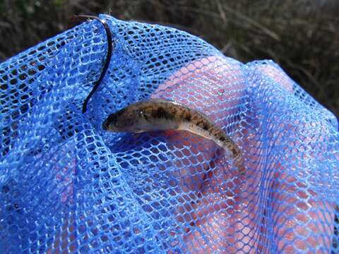 Image of Adriatic Dwarf Goby