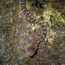 Image of Barred Forest Racer
