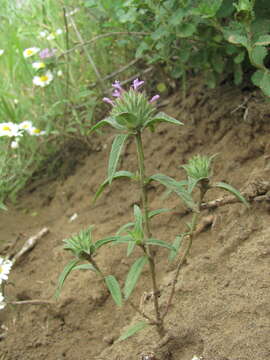 Image of Ziziphora capitata L.