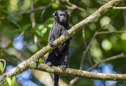 Image of Black Tamarin