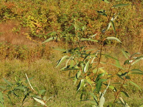 Image of Salix lasiandra var. lasiandra