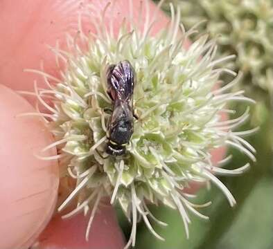 Image of Hylaeus ornatus Mitchell 1951