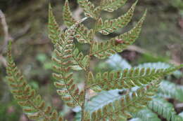 Image de Polystichum biaristatum (Bl.) Moore