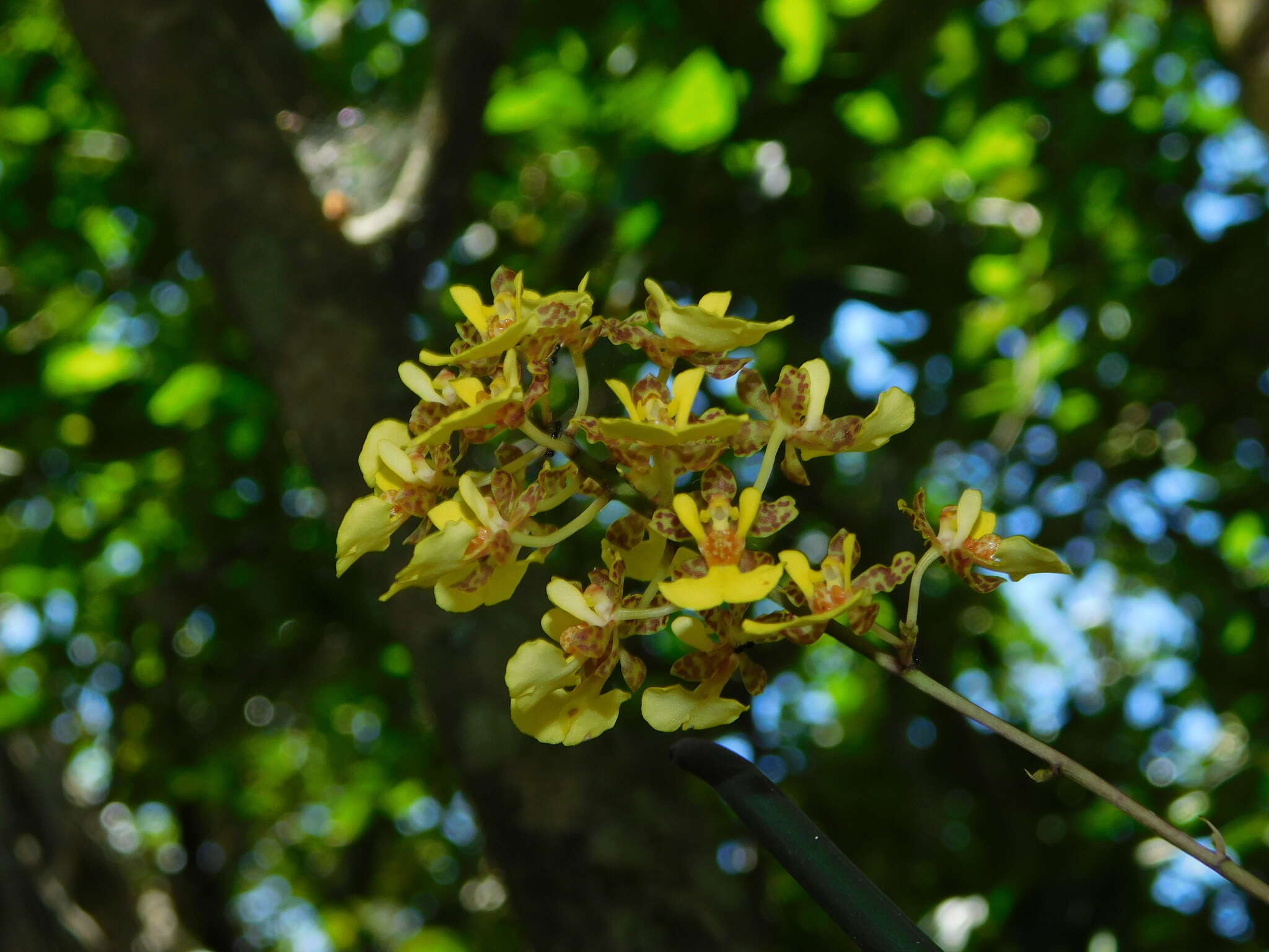 Trichocentrum ascendens (Lindl.) M. W. Chase & N. H. Williams的圖片