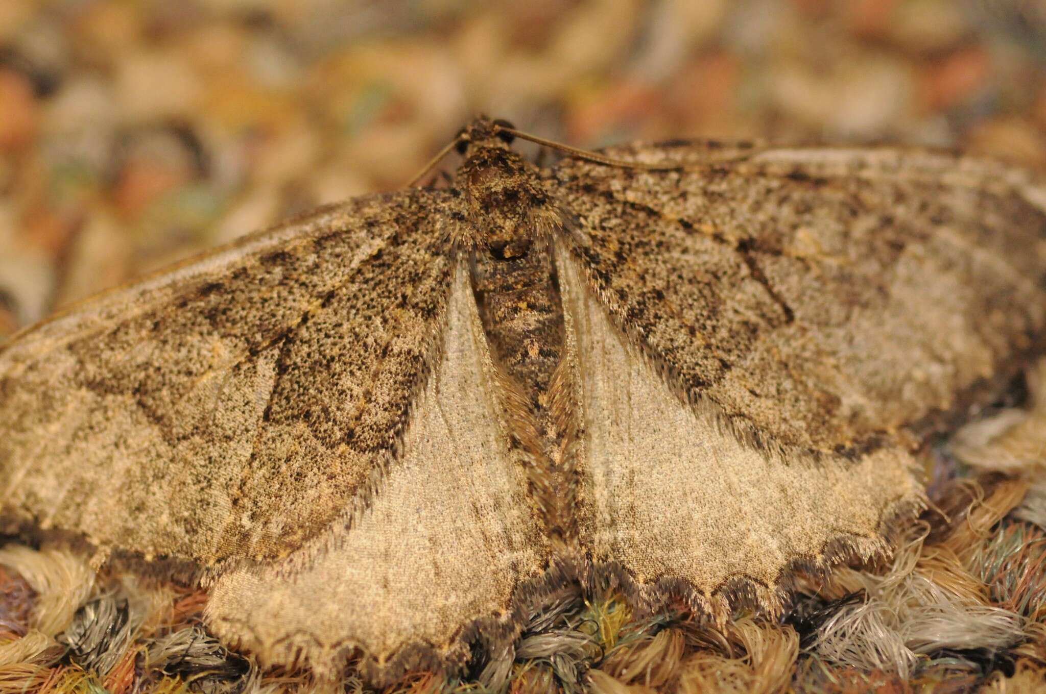 Image of Triphosa californiata Packard 1871