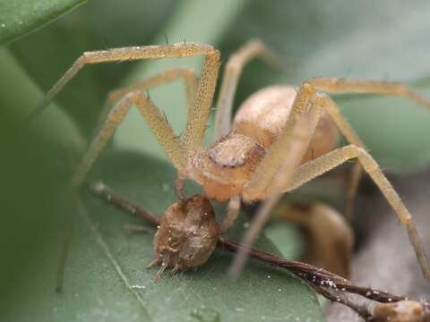 Image of Philodromus rufus Walckenaer 1826