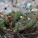 Image de Linum alpinum Jacq.