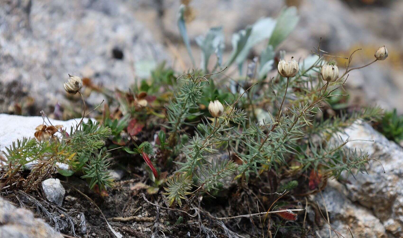 Imagem de Linum alpinum Jacq.