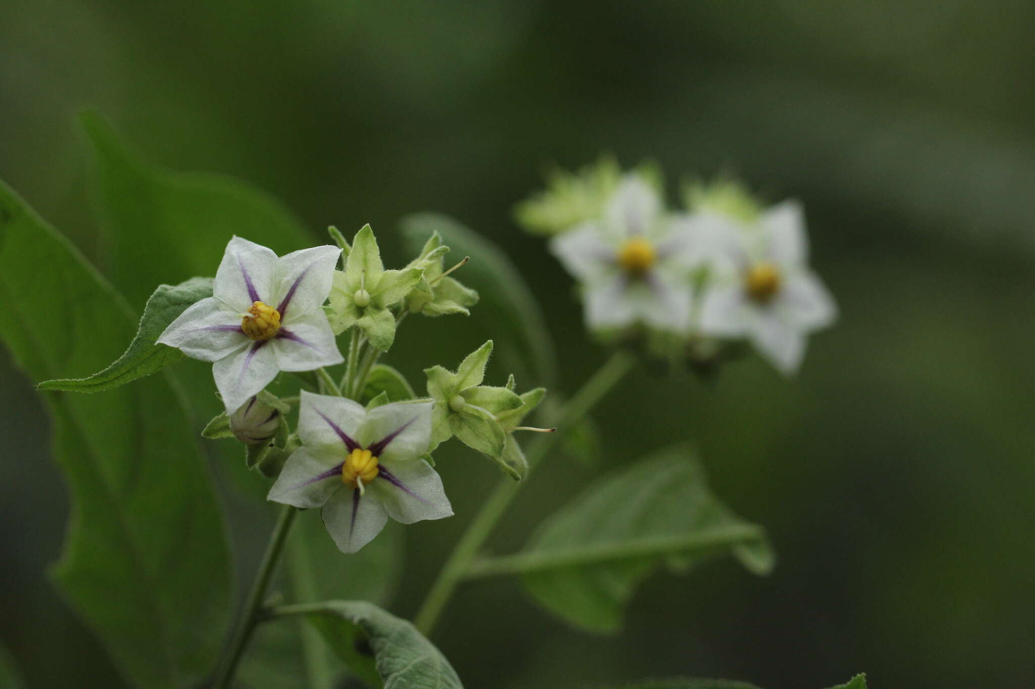 Image of Solanum didymum Dun.