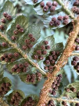 Image of Polystichum mucronifolium (Bl.) Nayar & Kaur