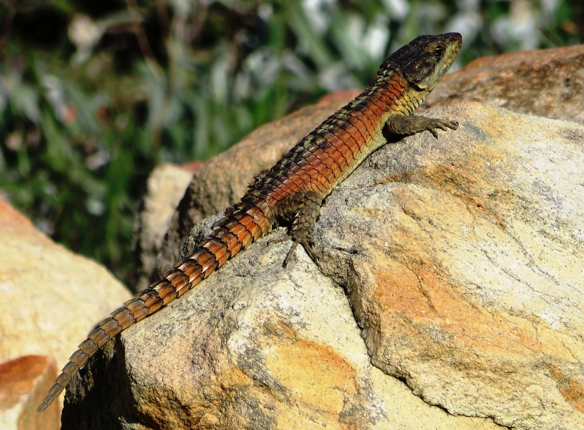 Image of Cape Girdled Lizard