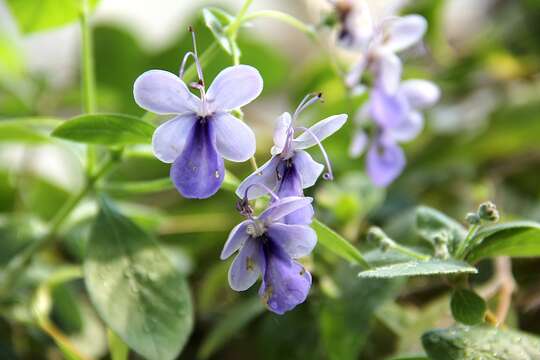 Слика од Rotheca myricoides (Hochst.) Steane & Mabb.