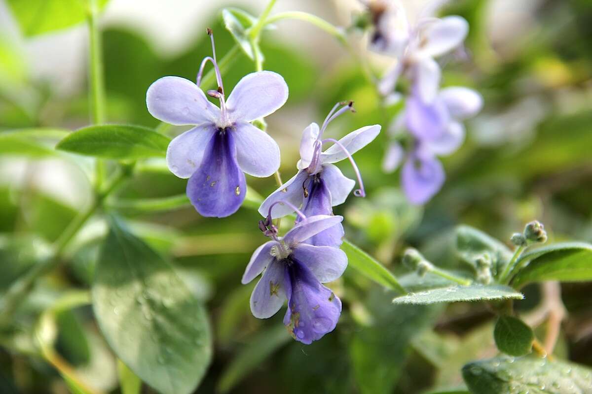 Слика од Rotheca myricoides (Hochst.) Steane & Mabb.