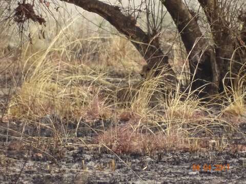 Acinonyx jubatus hecki Hilzheimer 1913 resmi