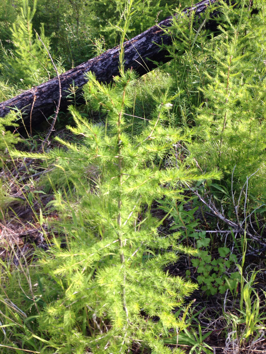 Larix occidentalis Nutt. resmi