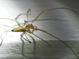 Image of Silver Longjawed Orbweaver