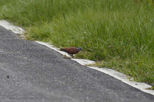 Image of Red Collared Dove