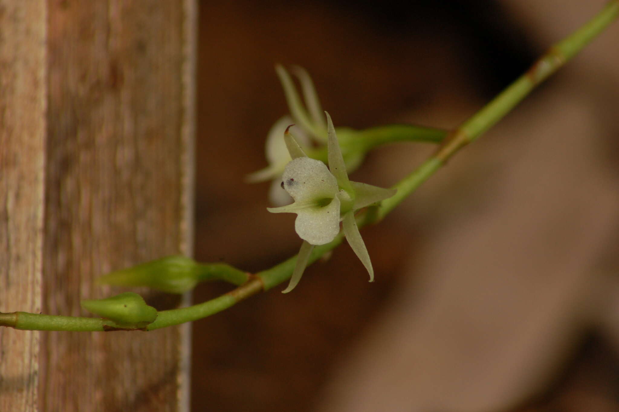 Слика од Oeoniella aphrodite (Balf. fil. & S. Moore) Schltr.