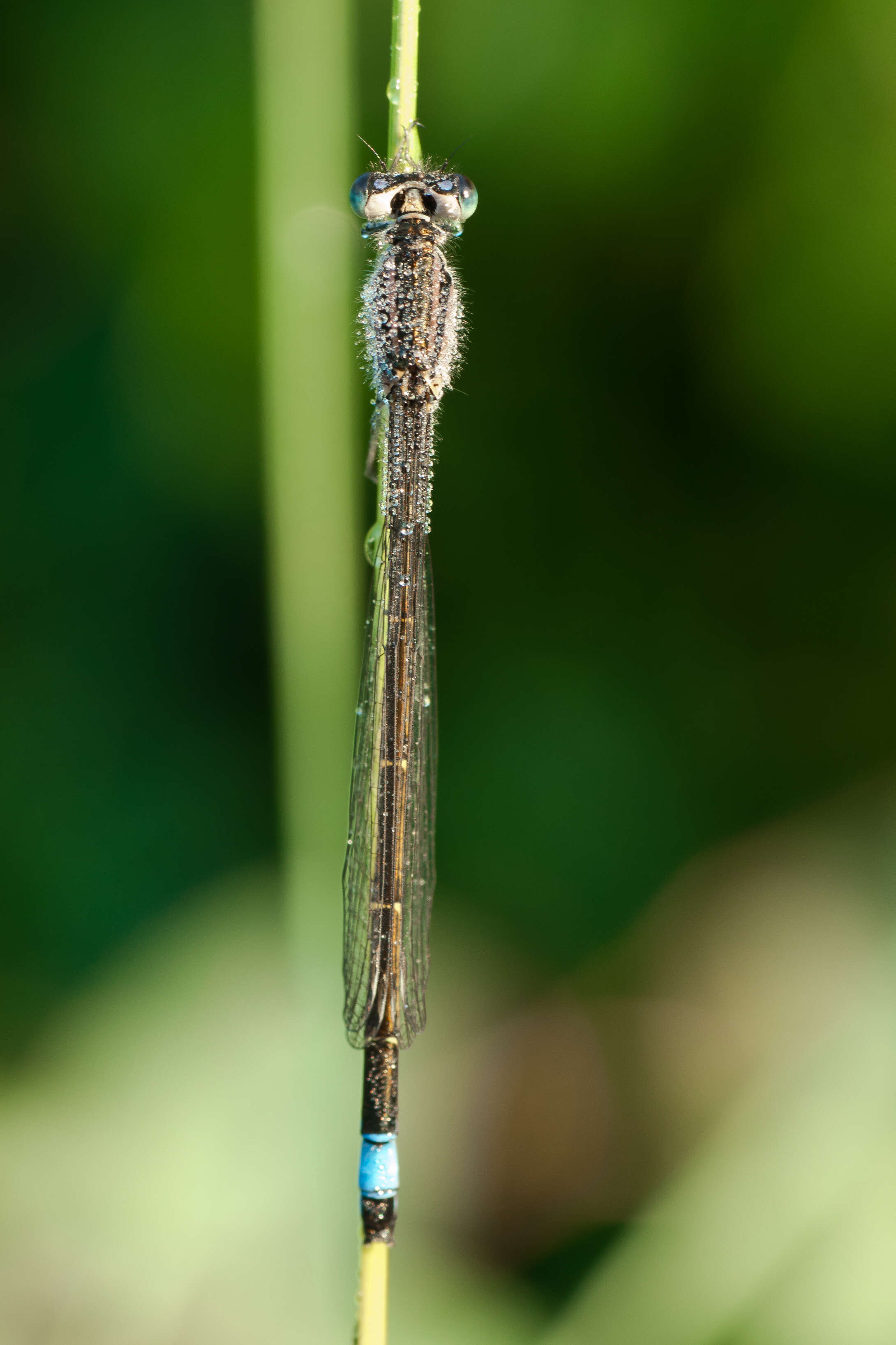 Imagem de Ischnura elegans (Vander Linden 1820)