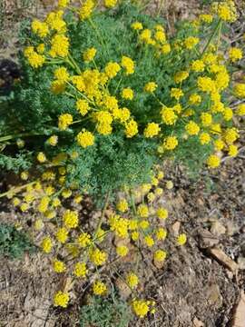 Image of <i>Lomatium papilioniferum</i> J. A. Alexander & W. Whaley