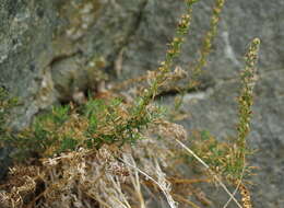 Image of Michaux's wormwood