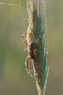 Image of Aculepeira ceropegia (Walckenaer 1802)