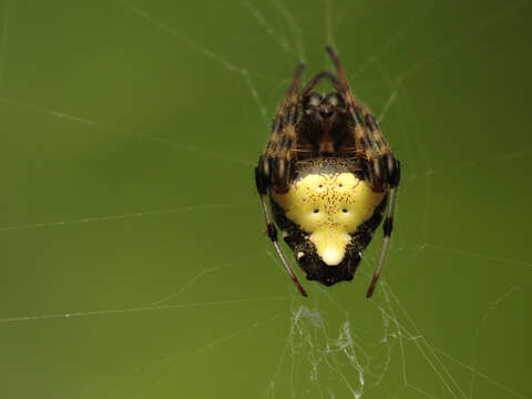 Imagem de Verrucosa arenata (Walckenaer 1841)