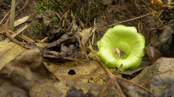 Cobaea pachysepala Standl. resmi