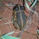 Image of Long-footed Frog