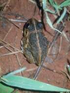 Image of Long-footed Frog