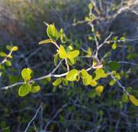 Image of Texan hogplum