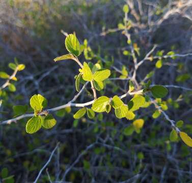 Imagem de Colubrina texensis (Torr. & Gray) Gray