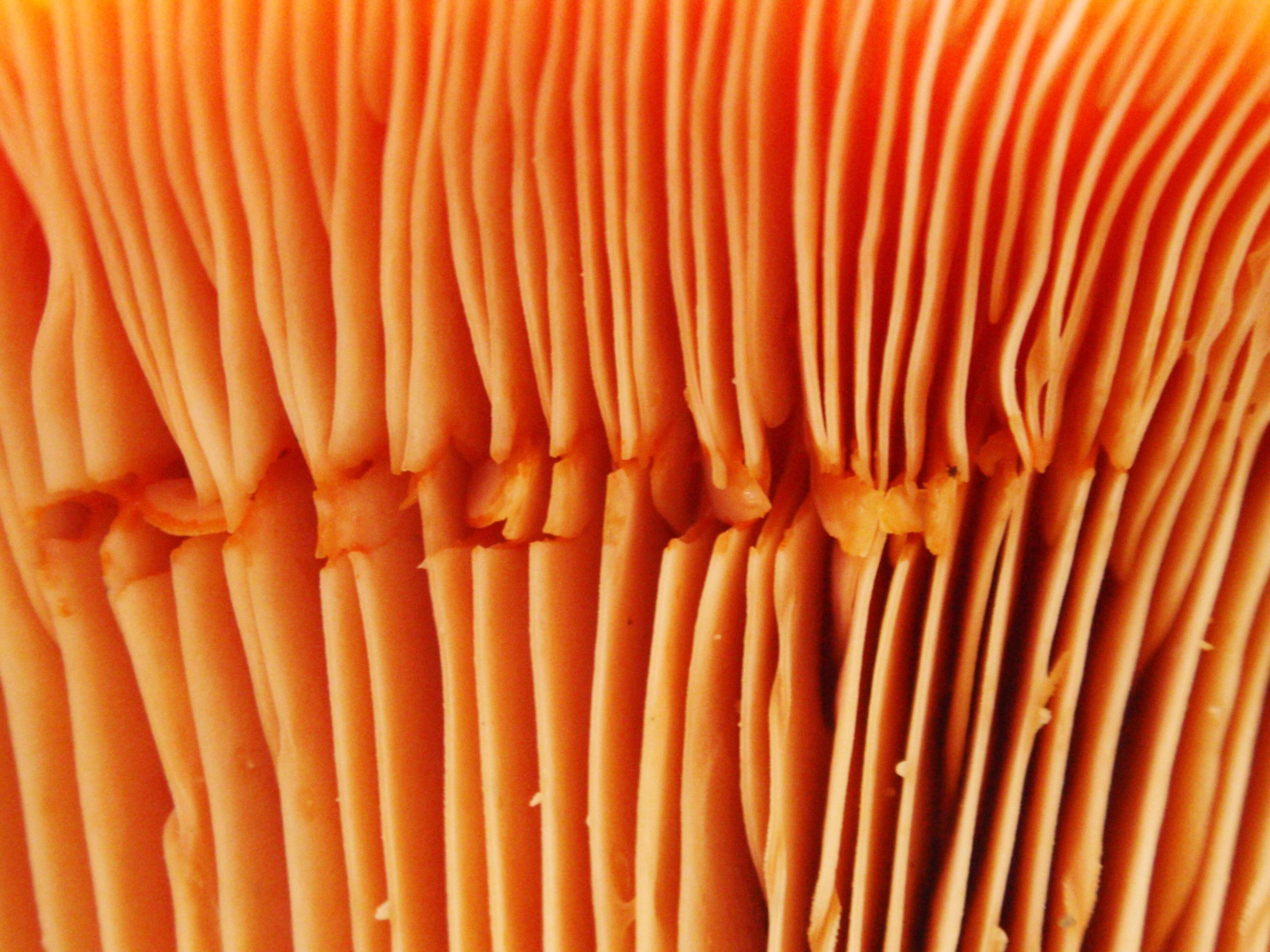 Image of Red Pine Mushroom