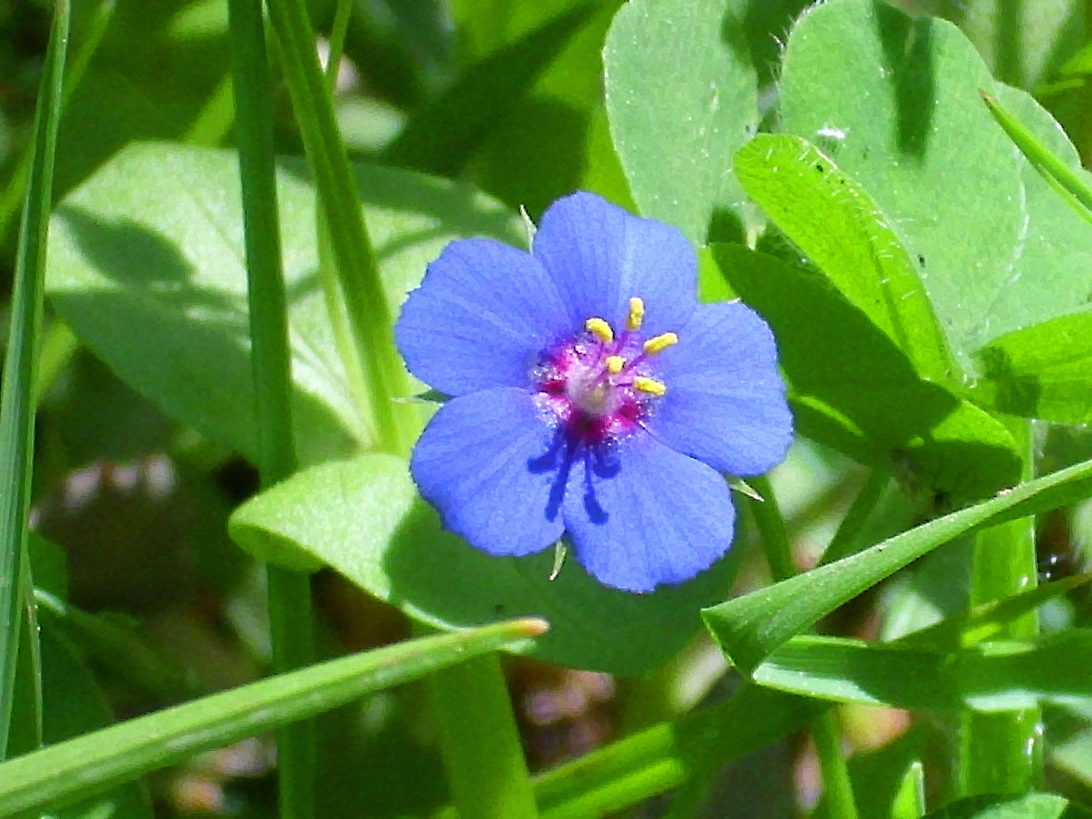 Imagem de Lysimachia foemina (Mill.) U. Manns & Anderb.