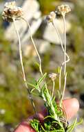 Image of Anaxeton asperum subsp. pauciflorum Lundgren