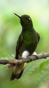 Image of Buff-tailed Coronet