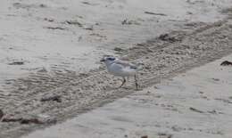 Image of Western snowy plover