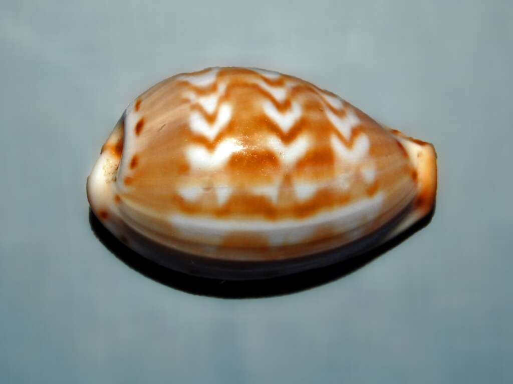 Image of Palmadusta ziczac (Linnaeus 1758)