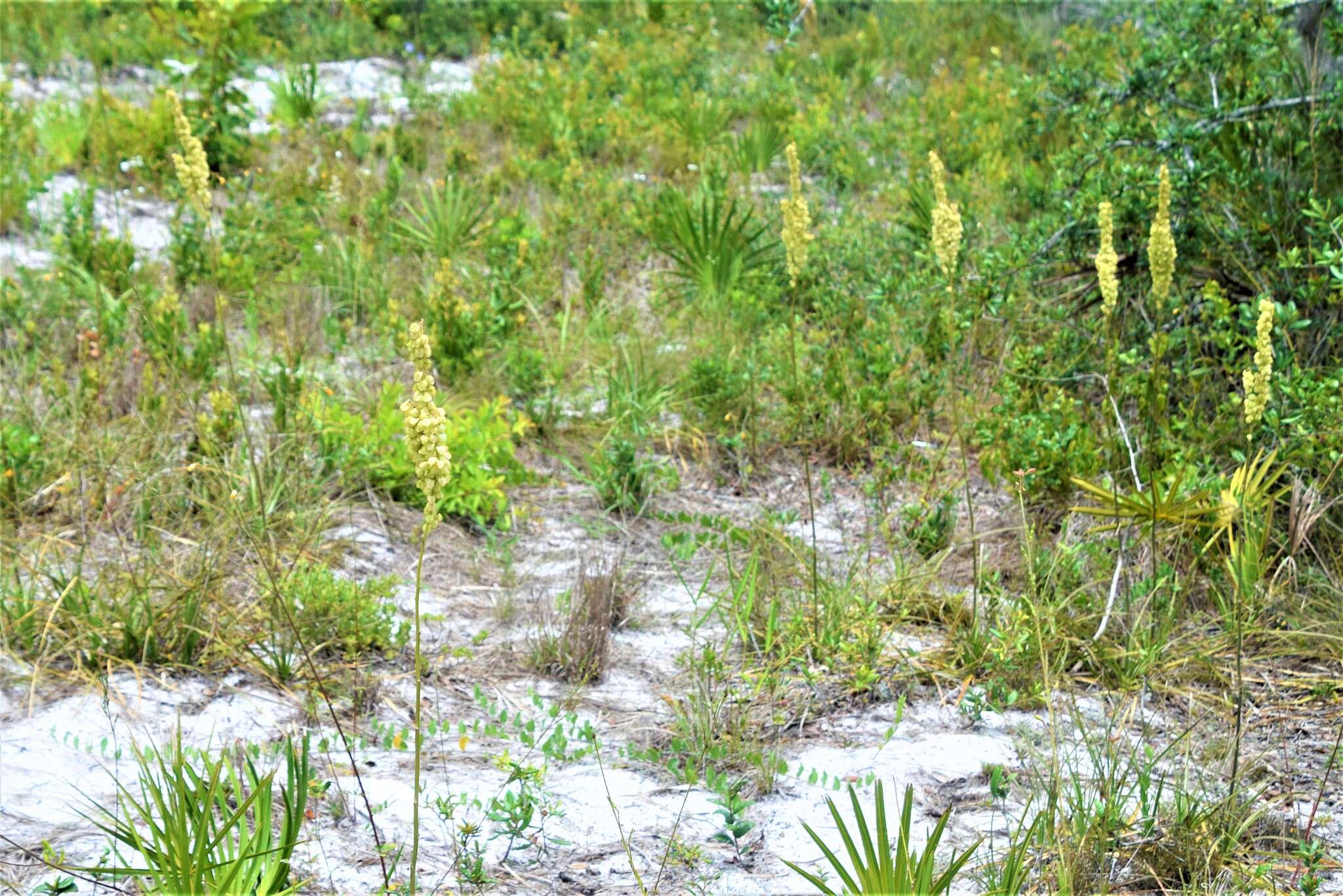 Image of Britton's beargrass