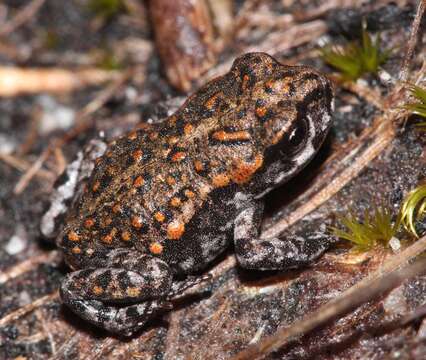 Image of Tradouw's Mountain Toad