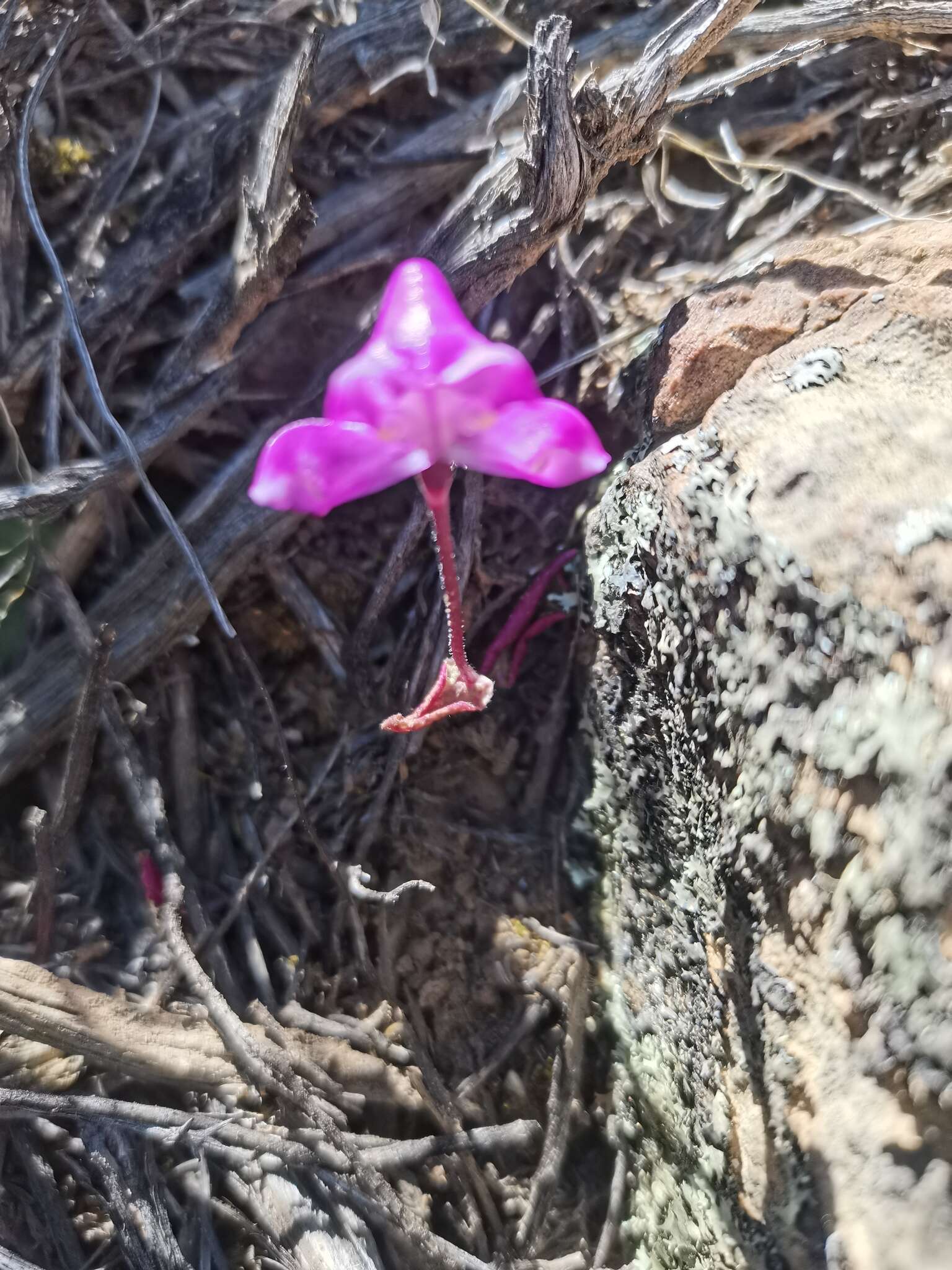 Image of Disperis purpurata subsp. purpurata